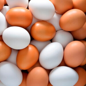 Chicken Egg