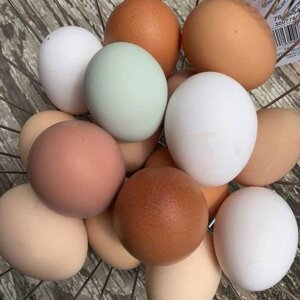 Fertile Chicken Eggs