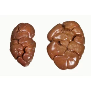 Frozen Buffalo Kidney