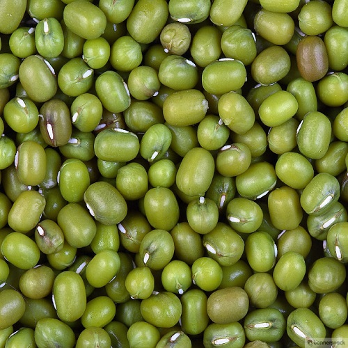 MUNG BEANS