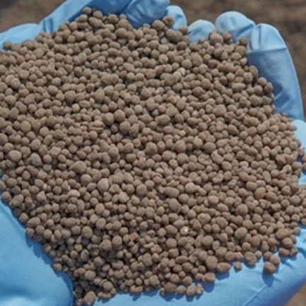 Application For Maize Di-Ammonium Phosphate Top Dressing