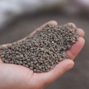 Balanced Phosphorus And Nitrogen DAP For Oilseeds Crops