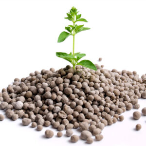 Enhance Root Development Fruit Trees Phosphorus Aids Diammonium Phosphate